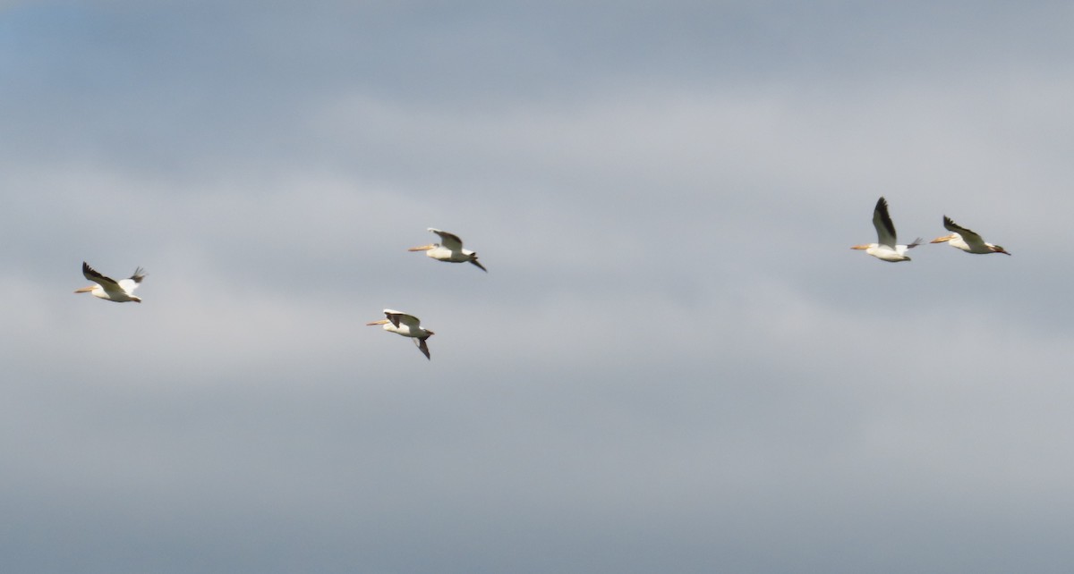 American White Pelican - ML636468701
