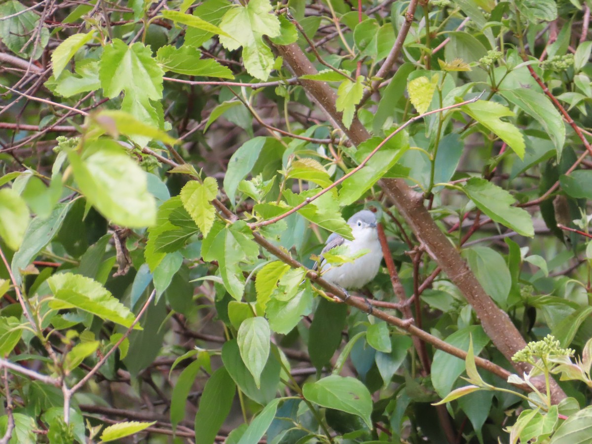 Blue-gray Gnatcatcher - ML636468739