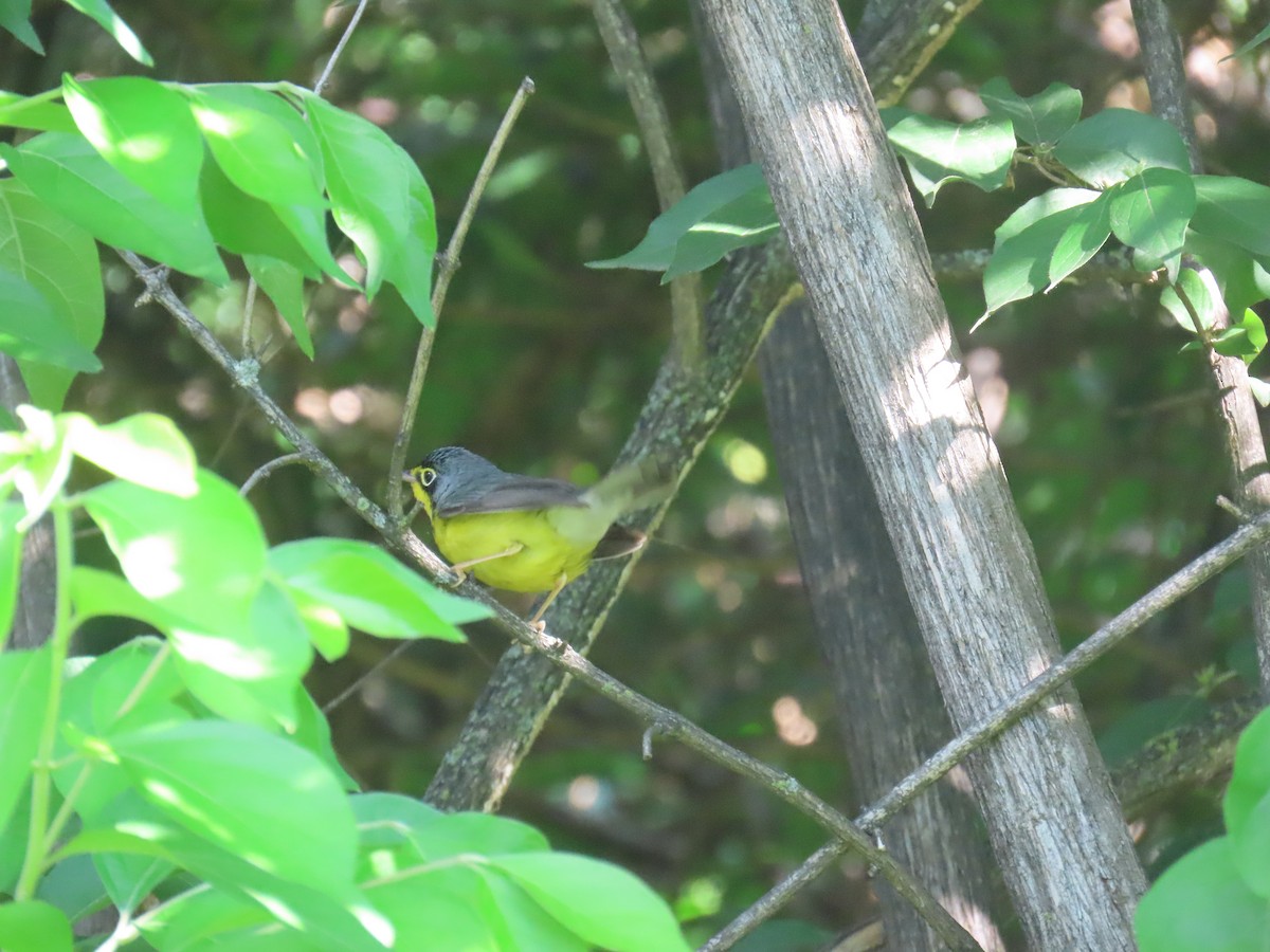 Canada Warbler - ML636468783
