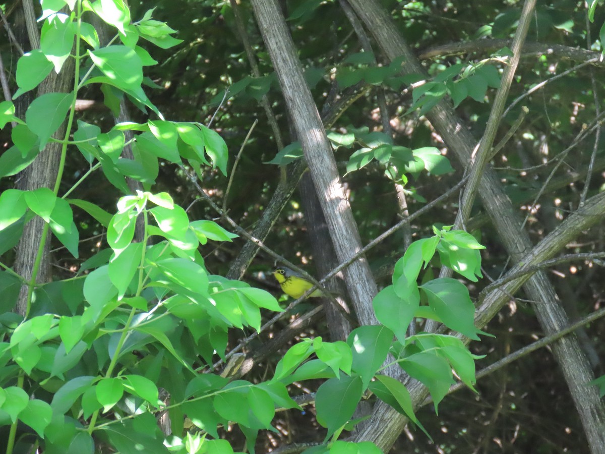 Canada Warbler - ML636468784