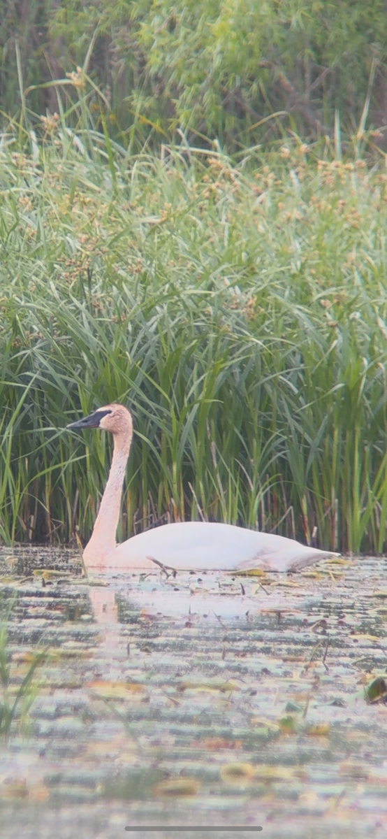 Trumpeter Swan - ML636468791