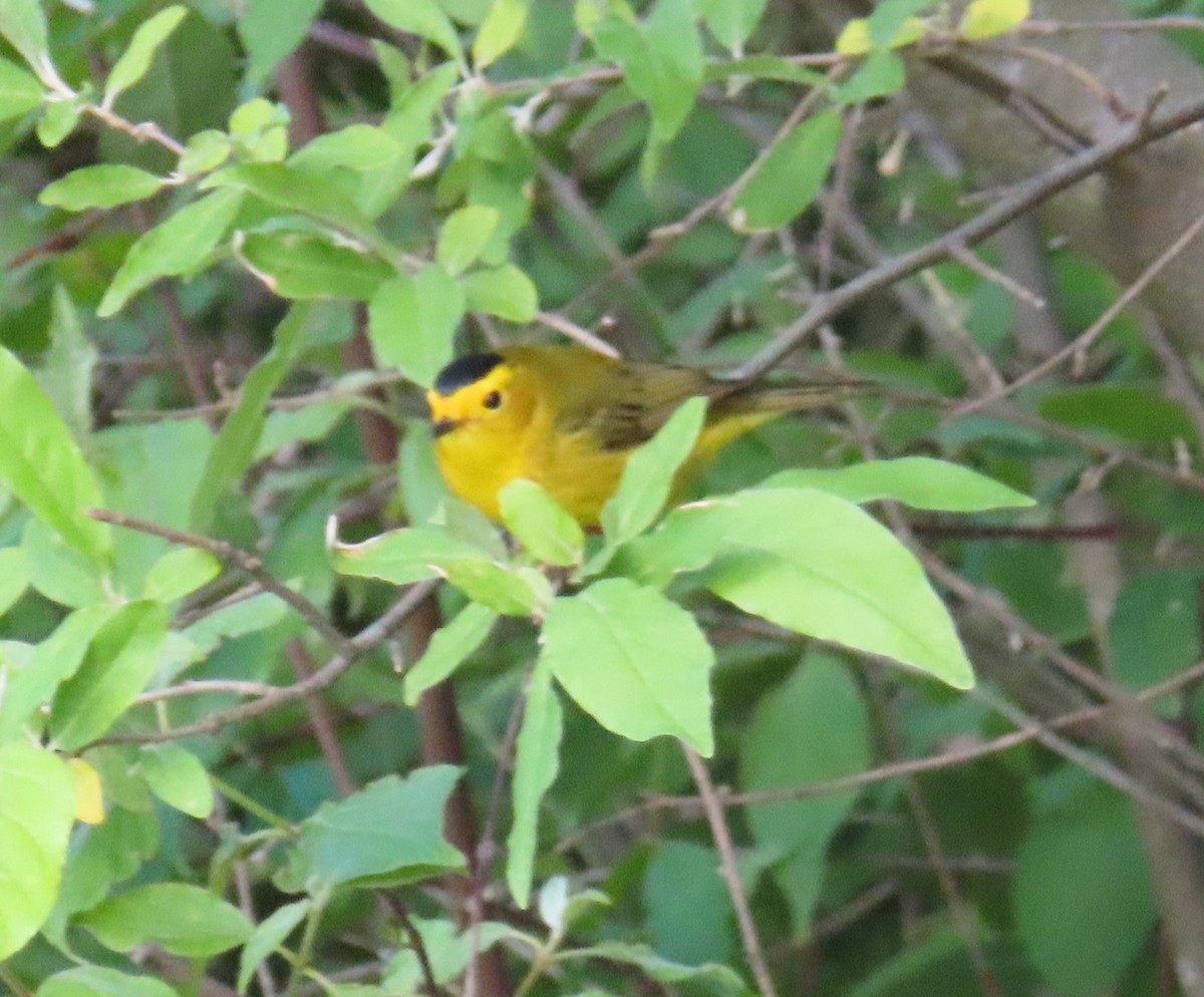Wilson's Warbler - ML636468805