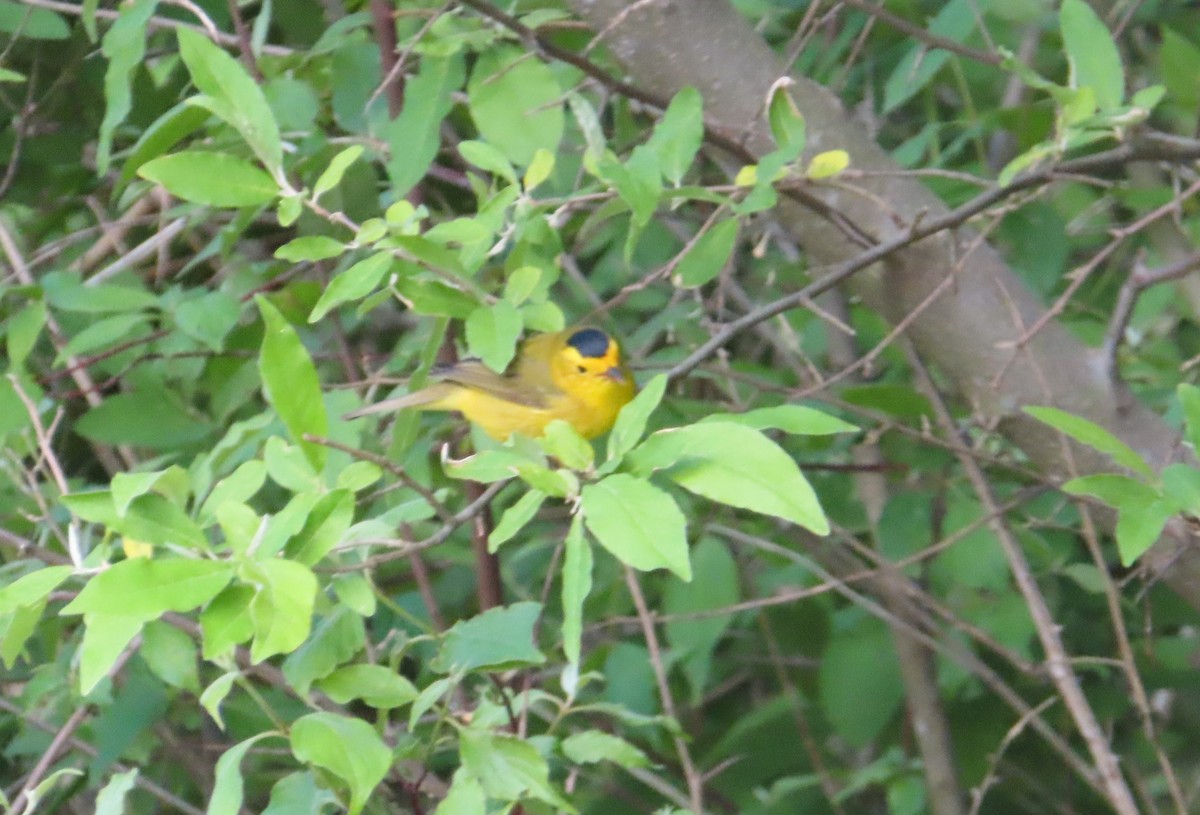 Wilson's Warbler - ML636468806