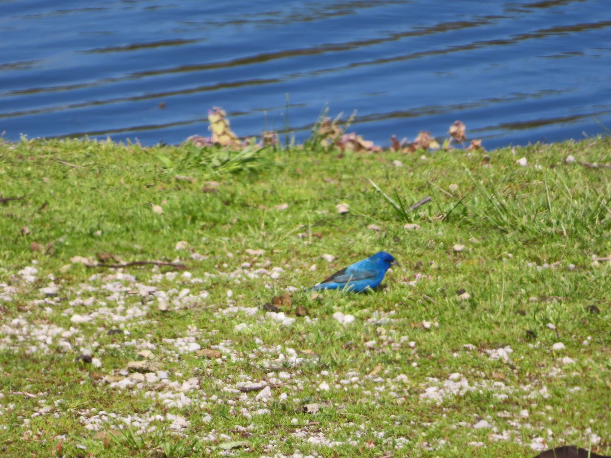 Indigo Bunting - ML636468866
