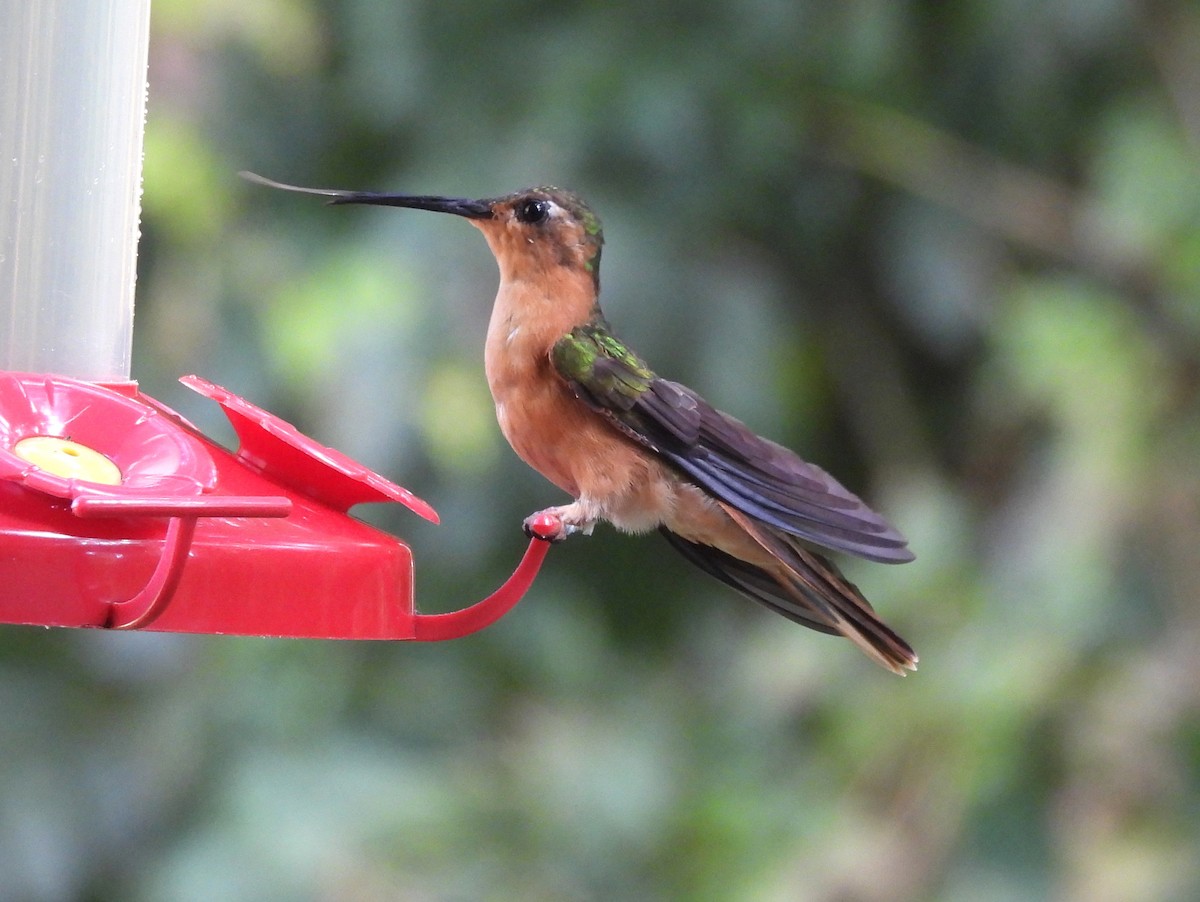 Rufous Sabrewing - ML636468911