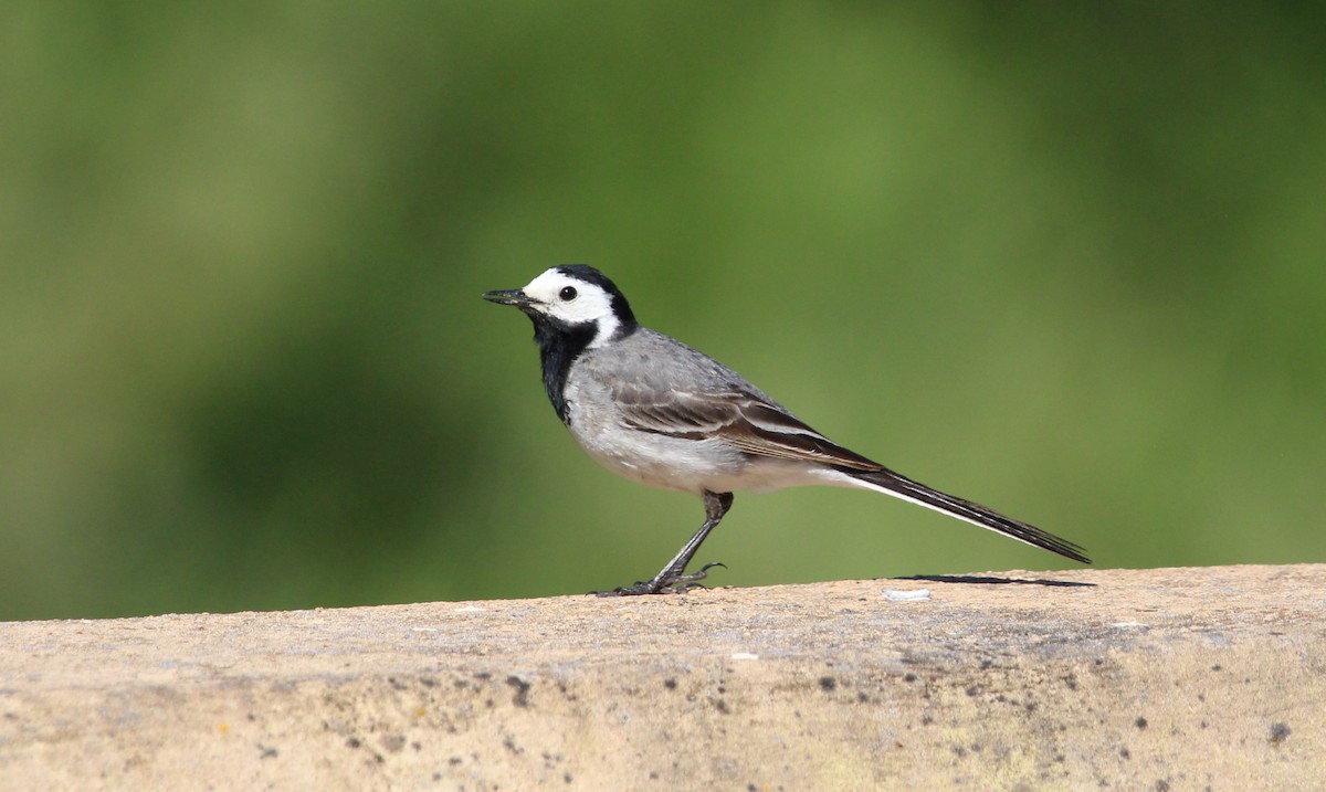 White Wagtail - ML636469069