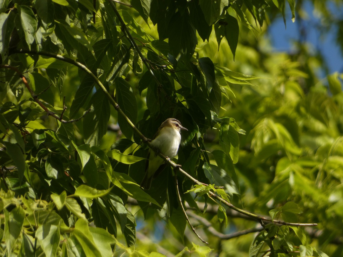 Kızıl Gözlü Vireo - ML636469117
