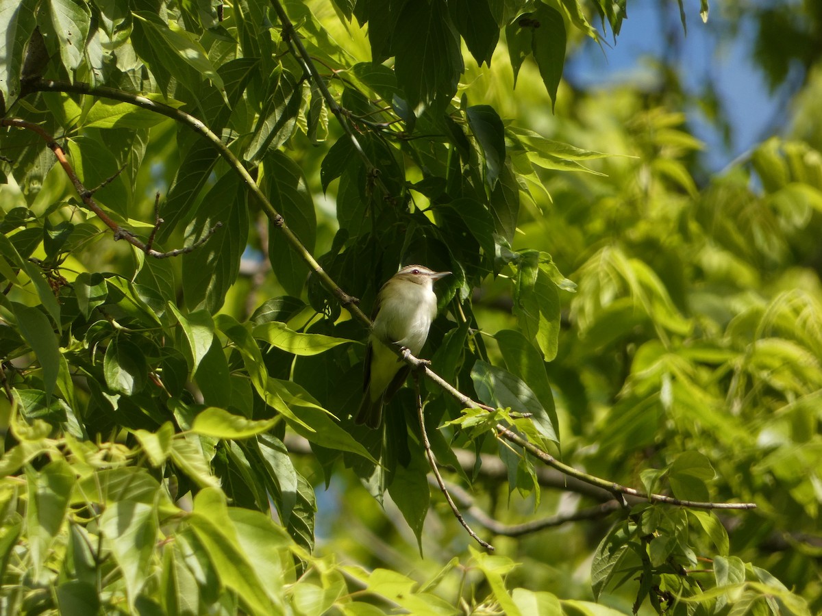 Kızıl Gözlü Vireo - ML636469118