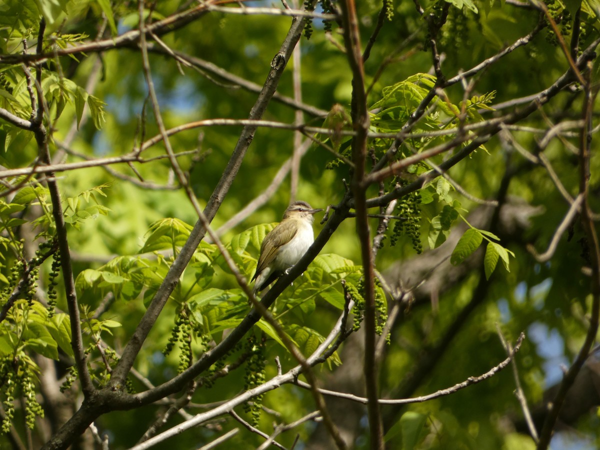 Kızıl Gözlü Vireo - ML636469119