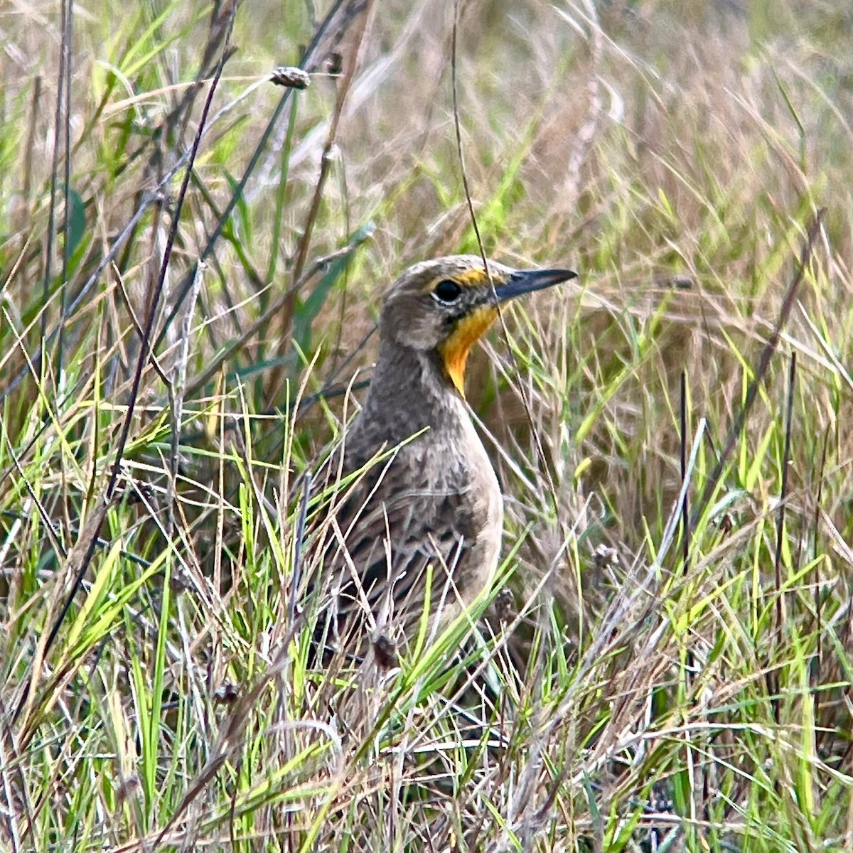 Orange-throated Longclaw - ML636469152