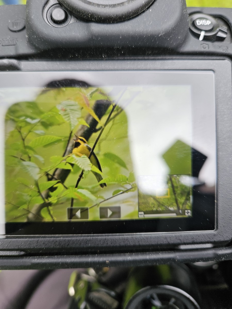 Goldflügel- x Blauflügel-Waldsänger (F2-Hybrid) - ML636469206