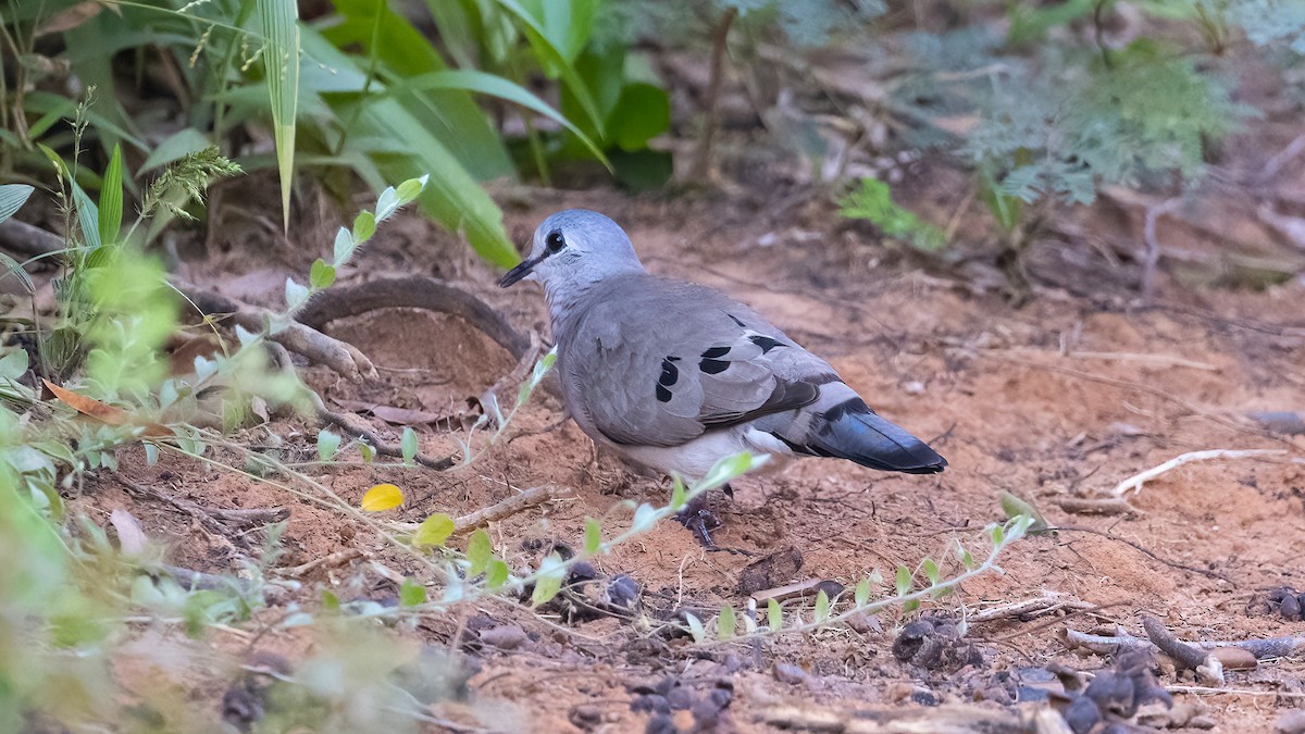 Black-billed Wood-Dove - ML636469224