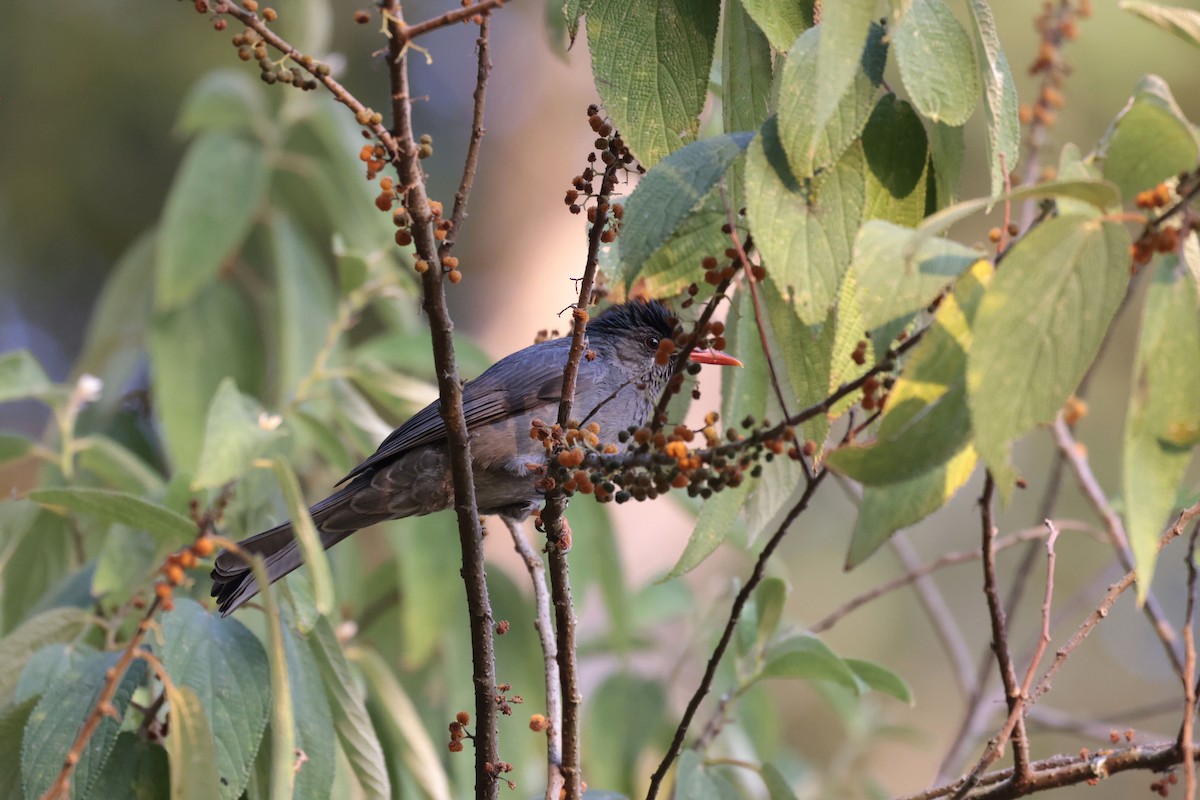 Square-tailed Bulbul - ML636469260