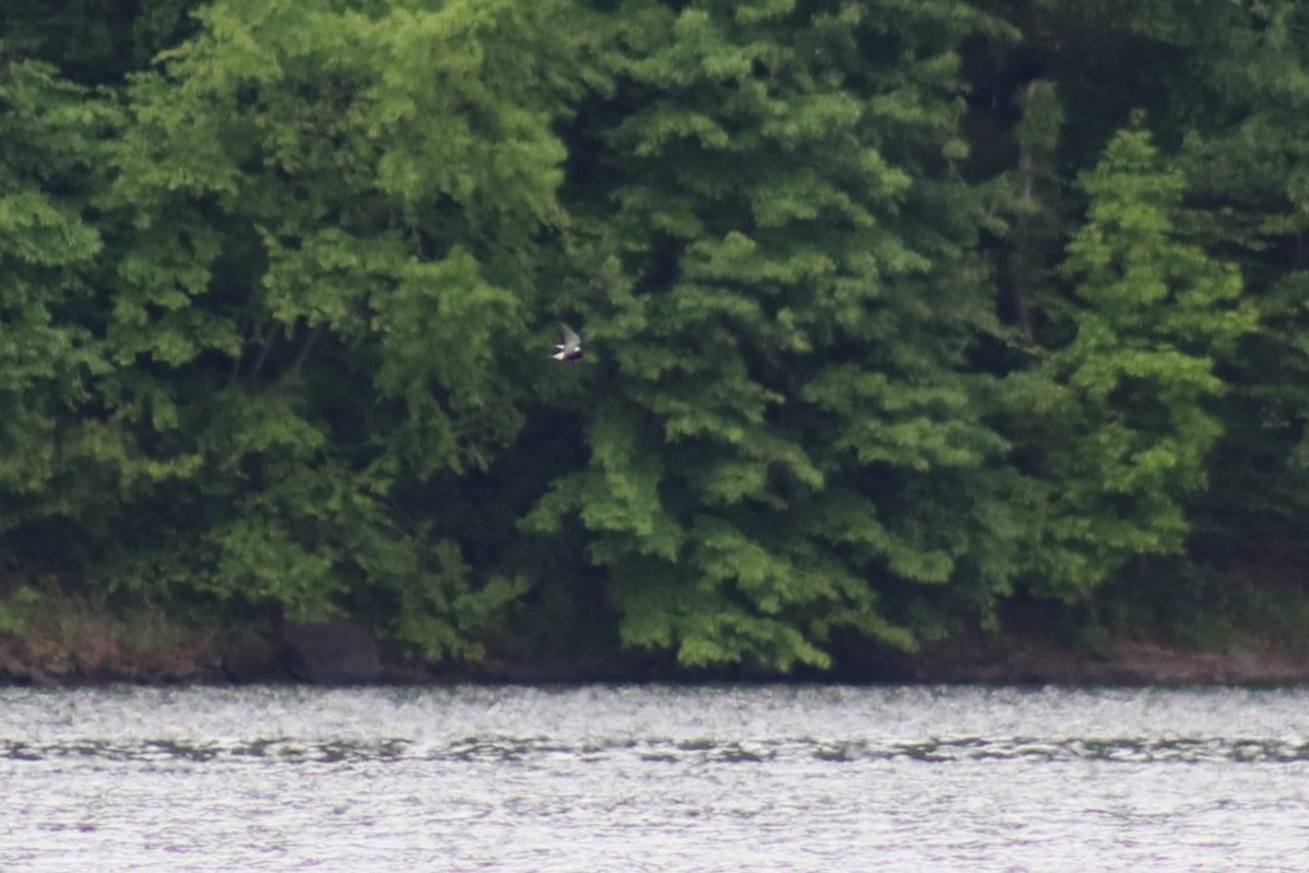 Black Tern - ML636469385