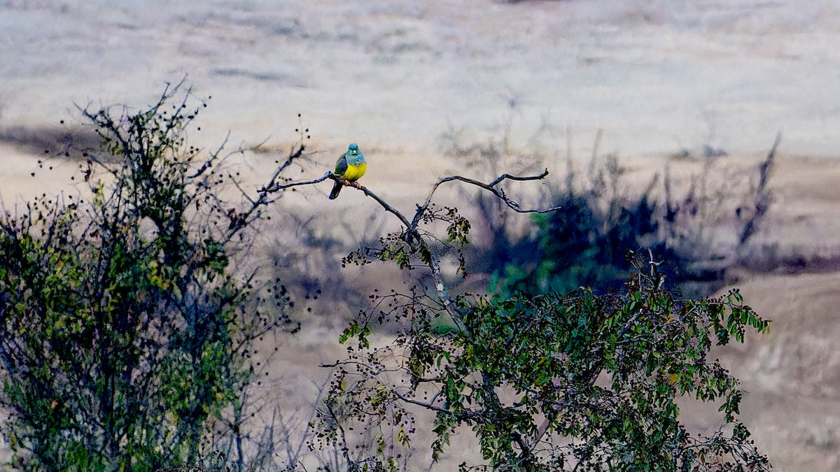 Bruce's Green-Pigeon - ML636469392