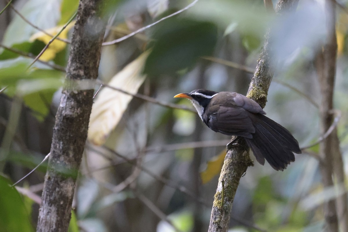 Indian Scimitar-Babbler - ML636469413
