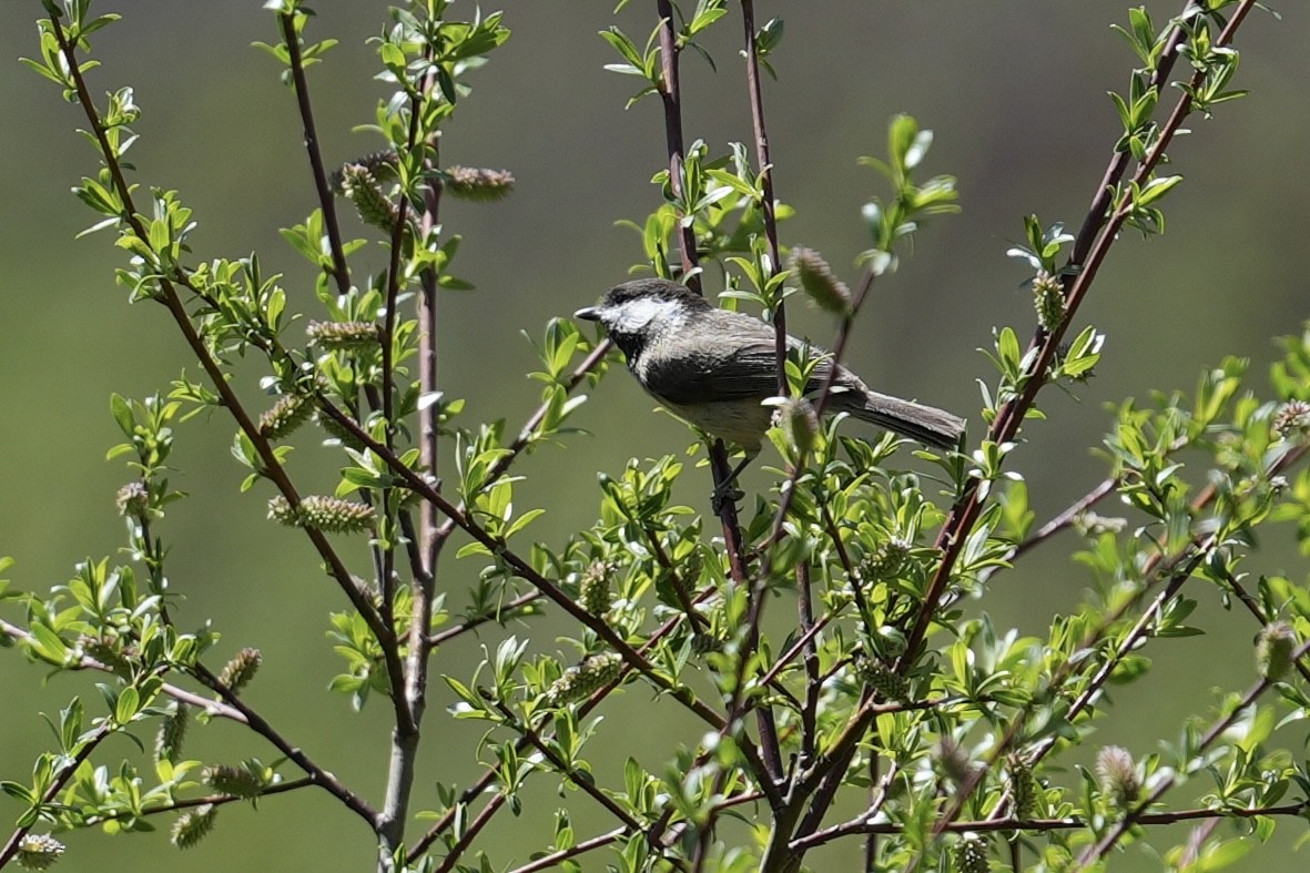 Sichuan Tit - ML636469429