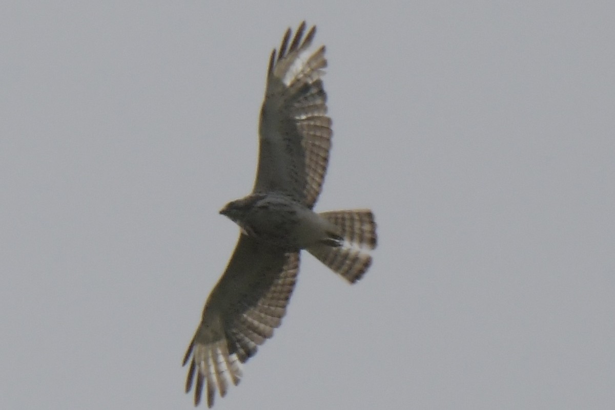 Broad-winged Hawk - ML636469609