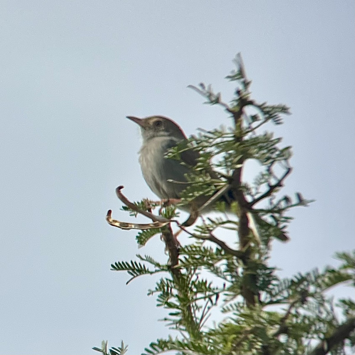 Piping Cisticola - ML636469614