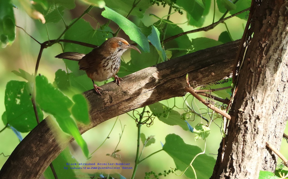 Black-streaked Scimitar-Babbler - ML636469770