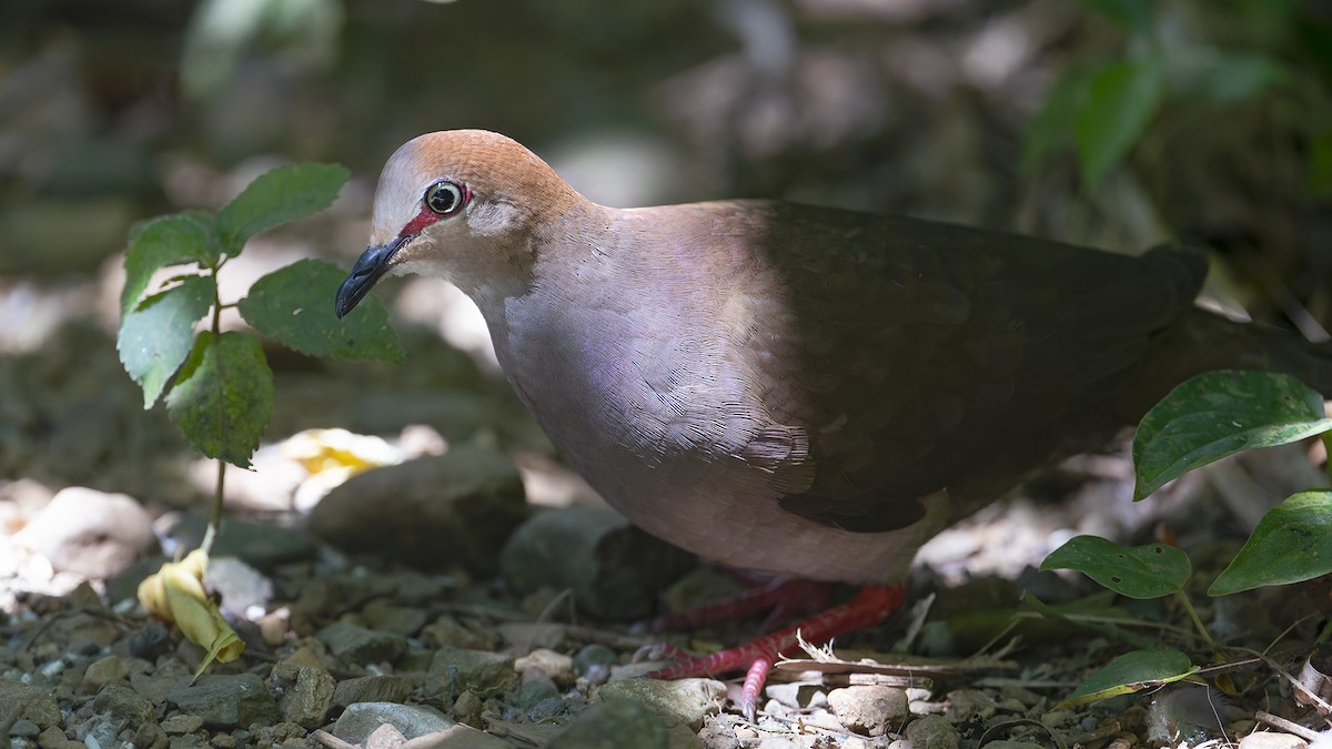 Gray-chested Dove - ML636469773