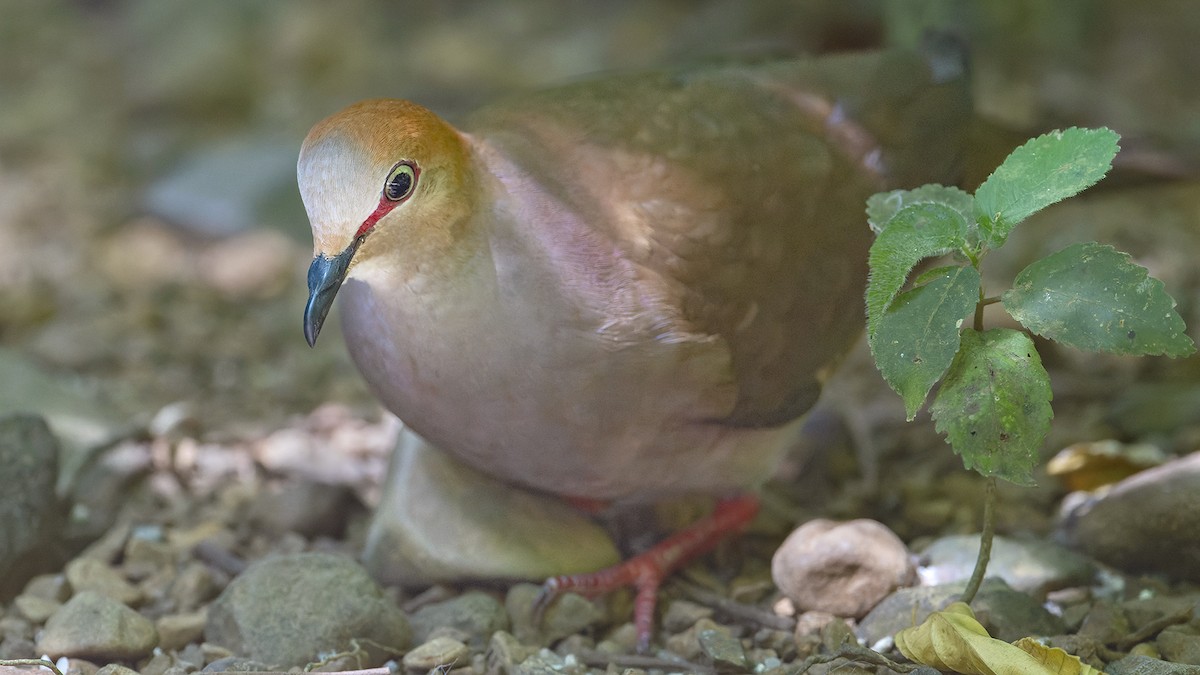 Gray-chested Dove - ML636469774