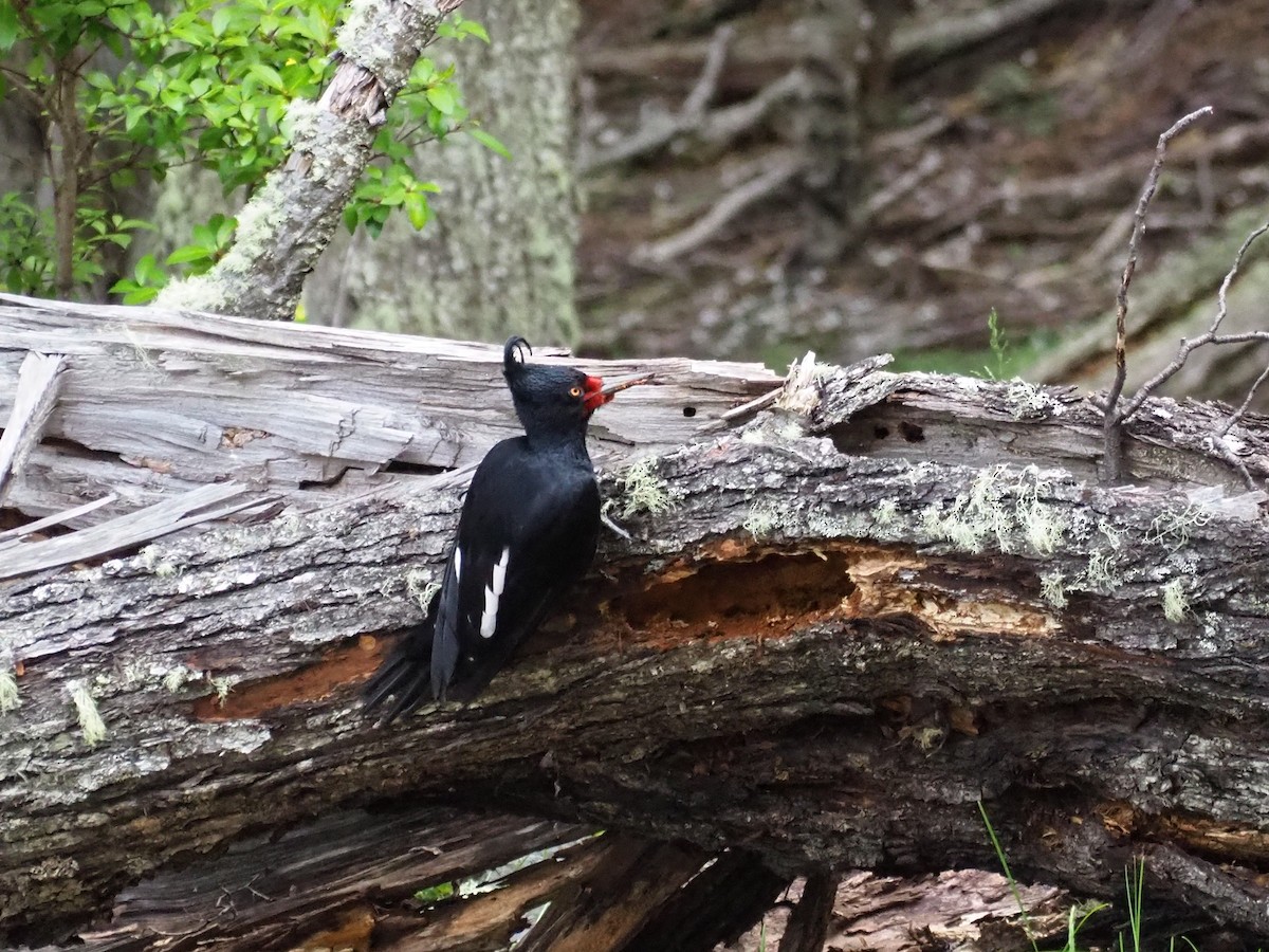 Magellanic Woodpecker - ML636469815