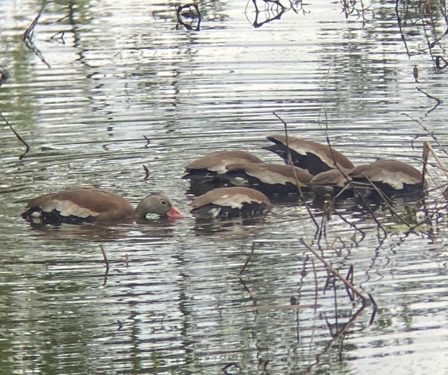 Black-bellied Whistling-Duck - ML636469917
