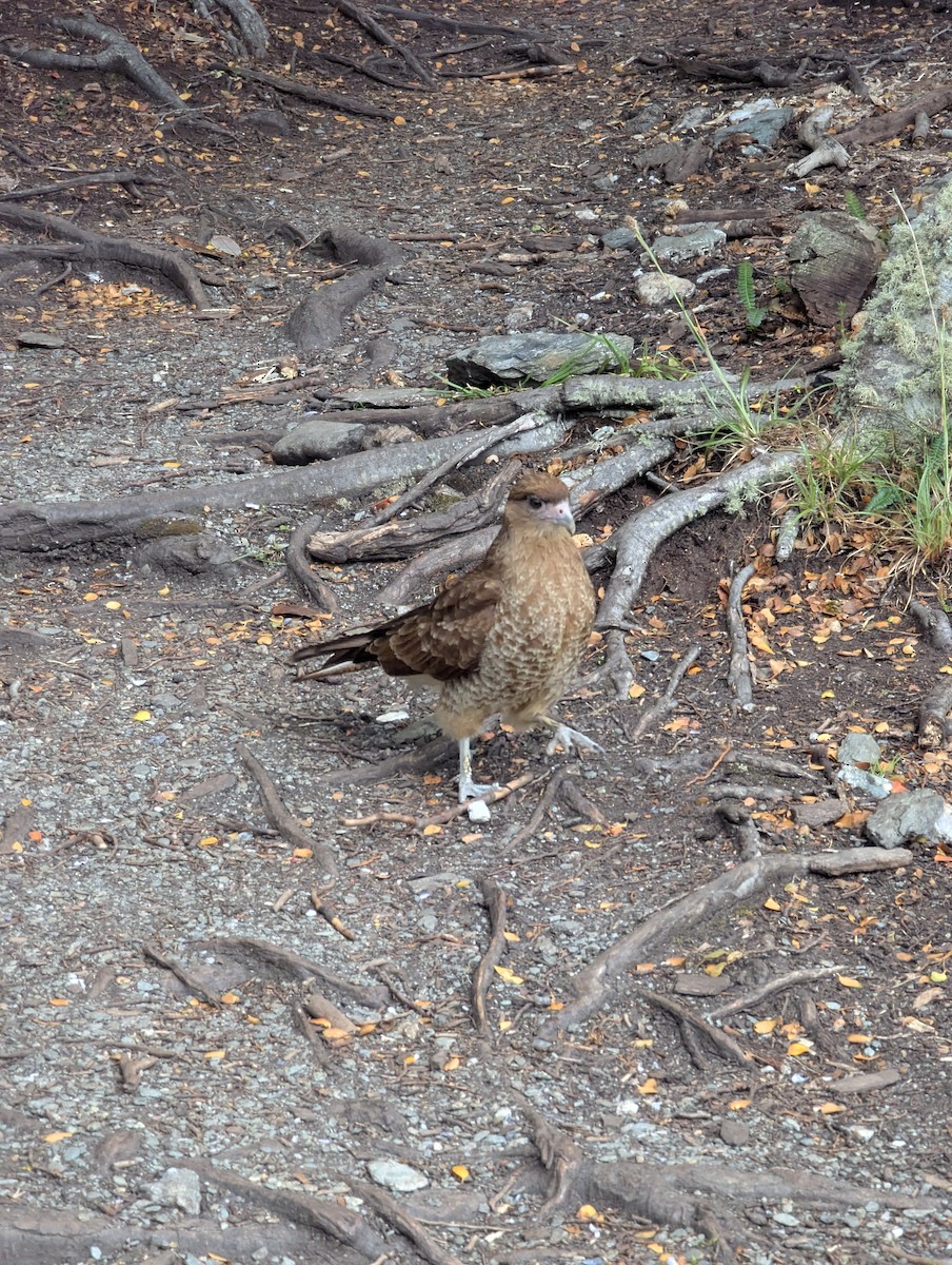 Chimango Caracara - ML636469929