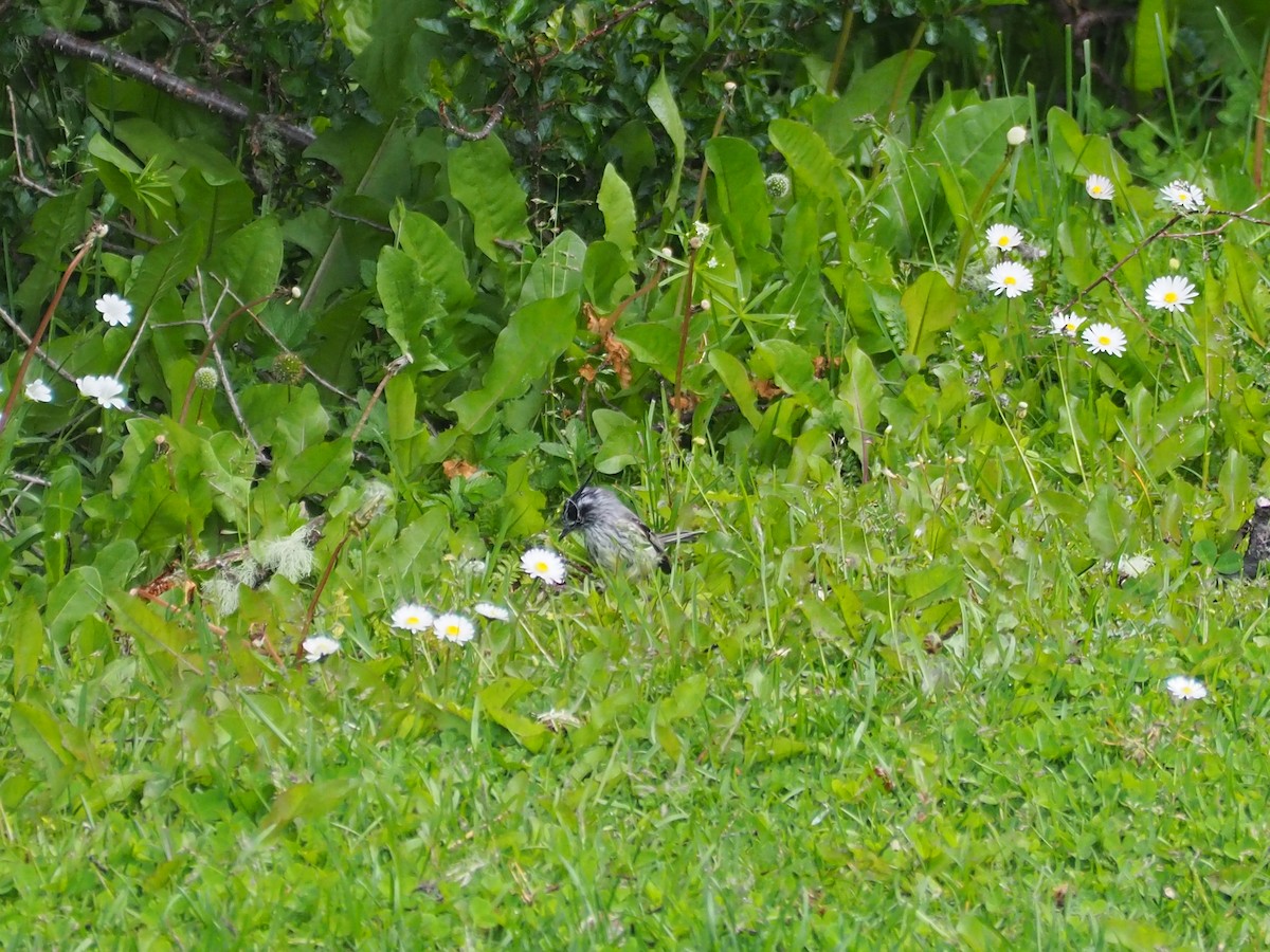 Tufted Tit-Tyrant - ML636469956
