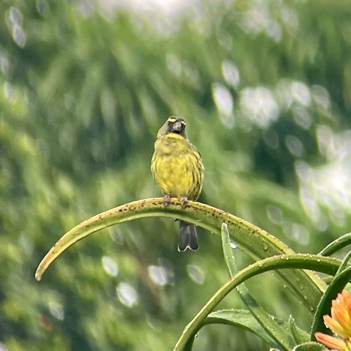 Forest Canary - ML636469984