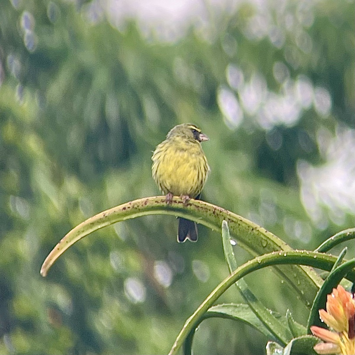 Forest Canary - ML636469986