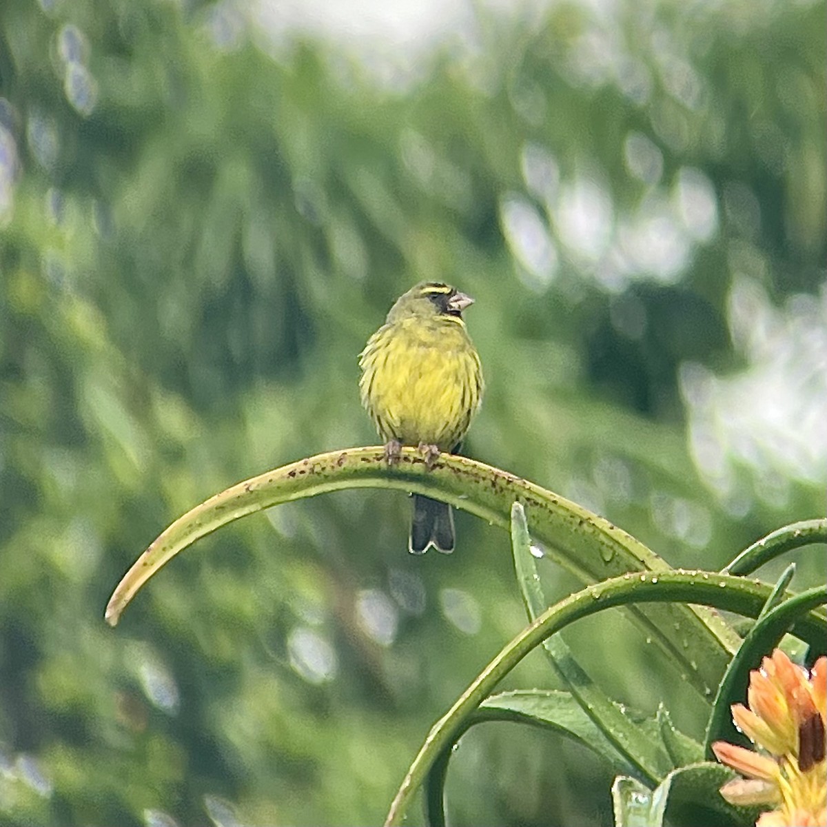 Forest Canary - ML636469987