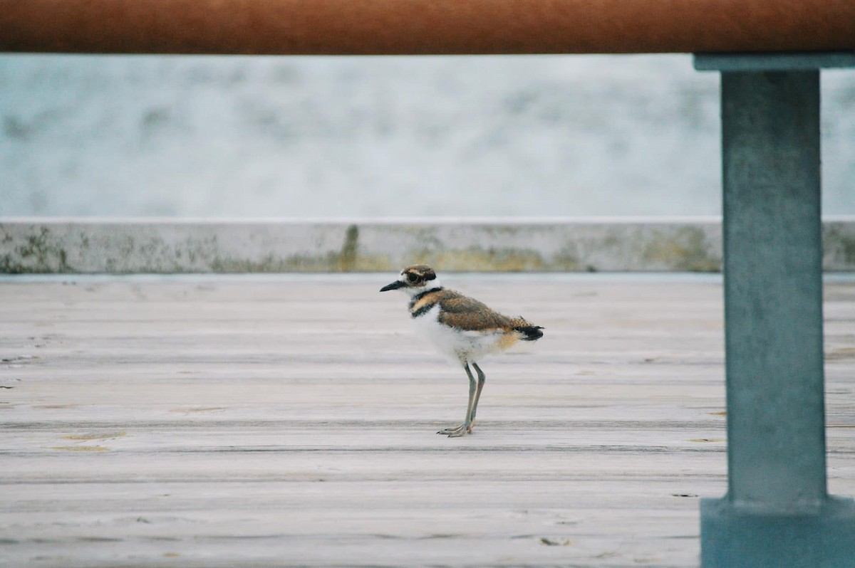 Killdeer - ML636470040