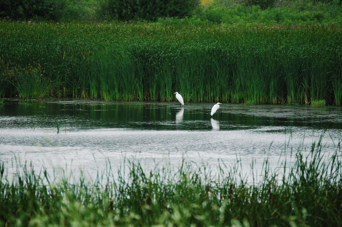 Цасч дэглий - ML636470062