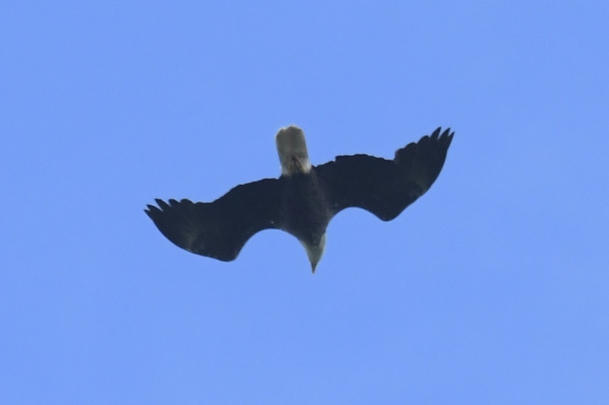 Bald Eagle - ML636470119