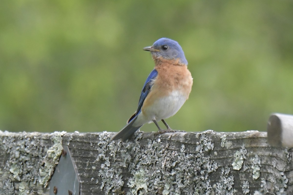Eastern Bluebird - ML636470137