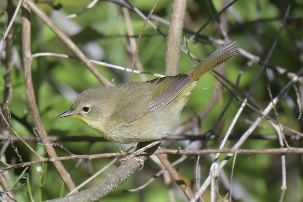 Common Yellowthroat - ML636470147