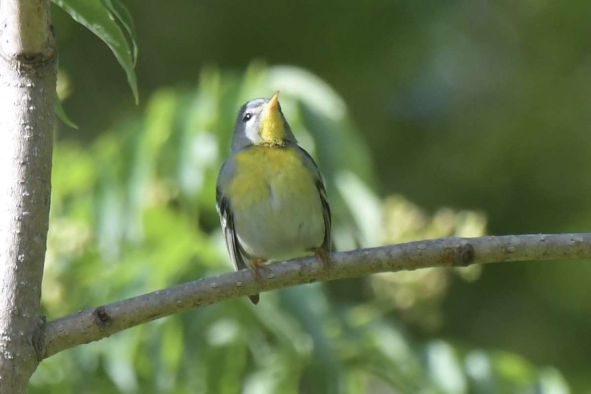 Northern Parula - ML636470152