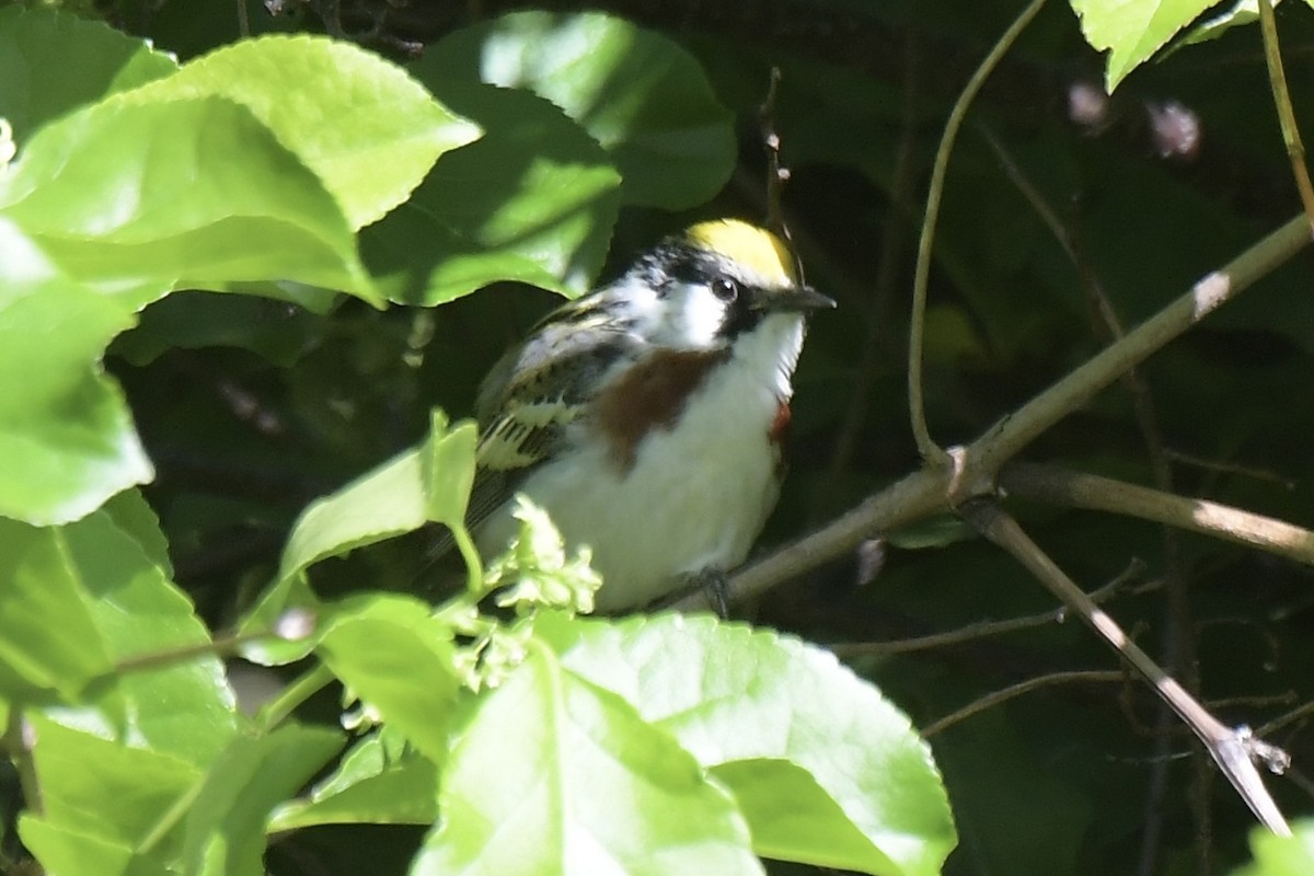 Chestnut-sided Warbler - ML636470157