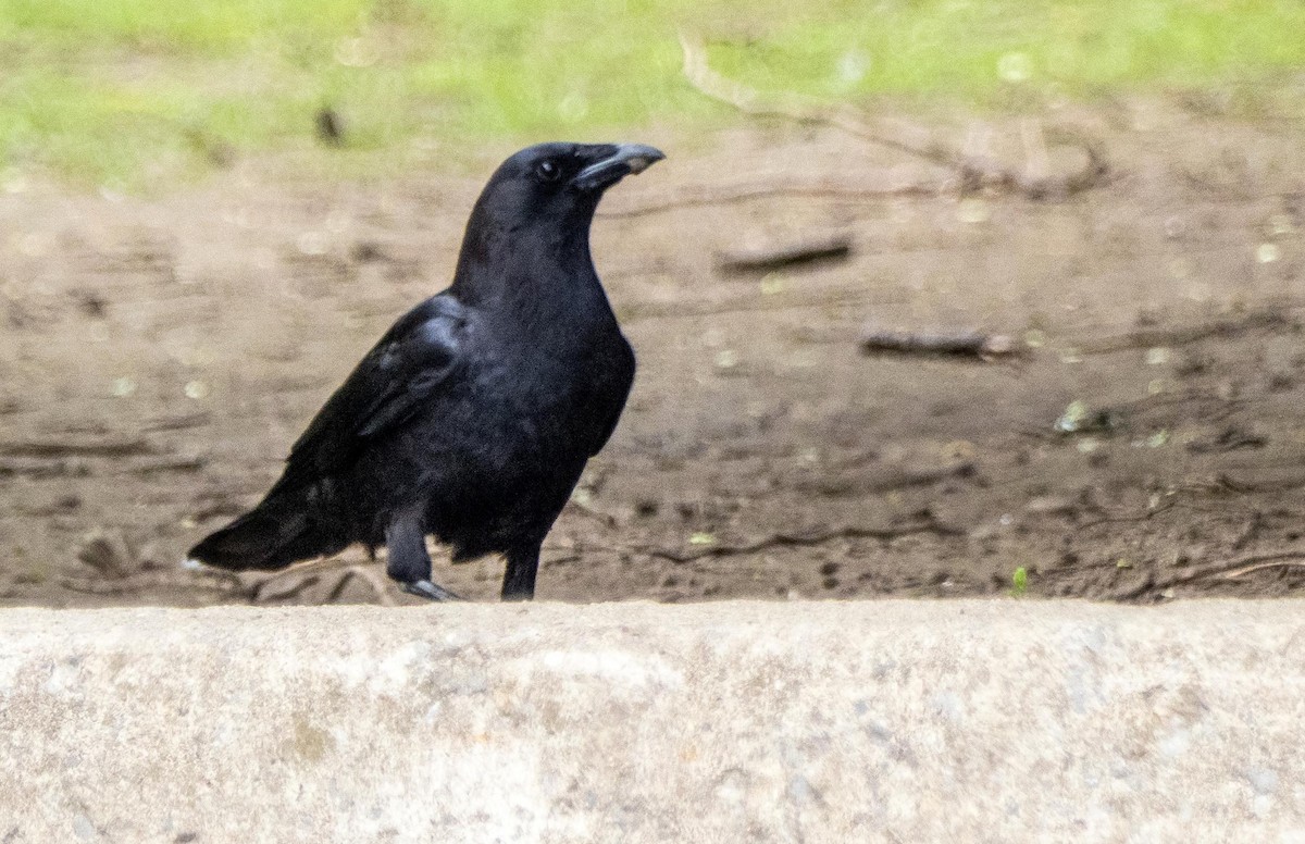American Crow - ML636470190
