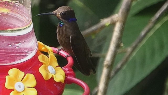 Brown Violetear - ML636470385