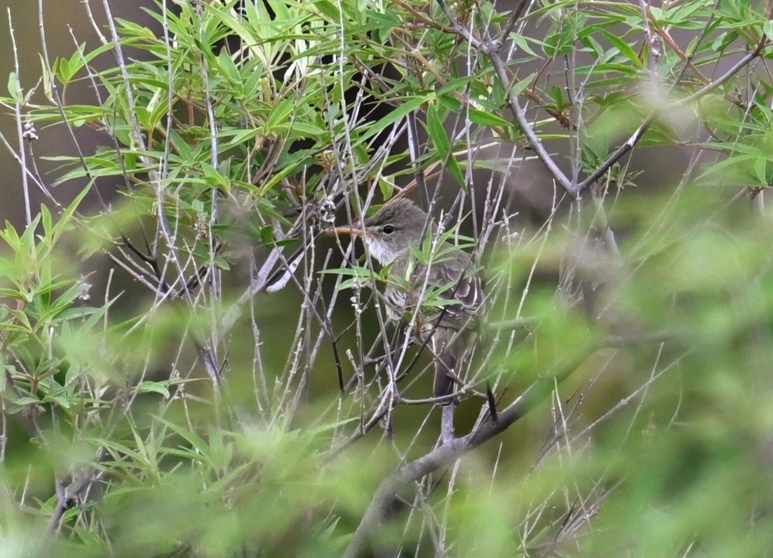 Olive-tree Warbler - ML636470435