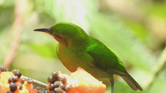 Green Honeycreeper - ML636470506