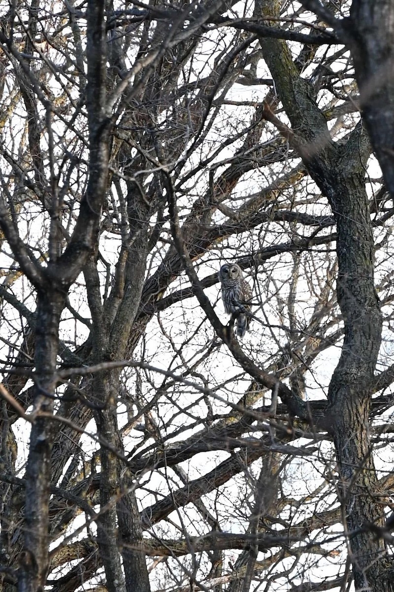 Barred Owl - ML636470527