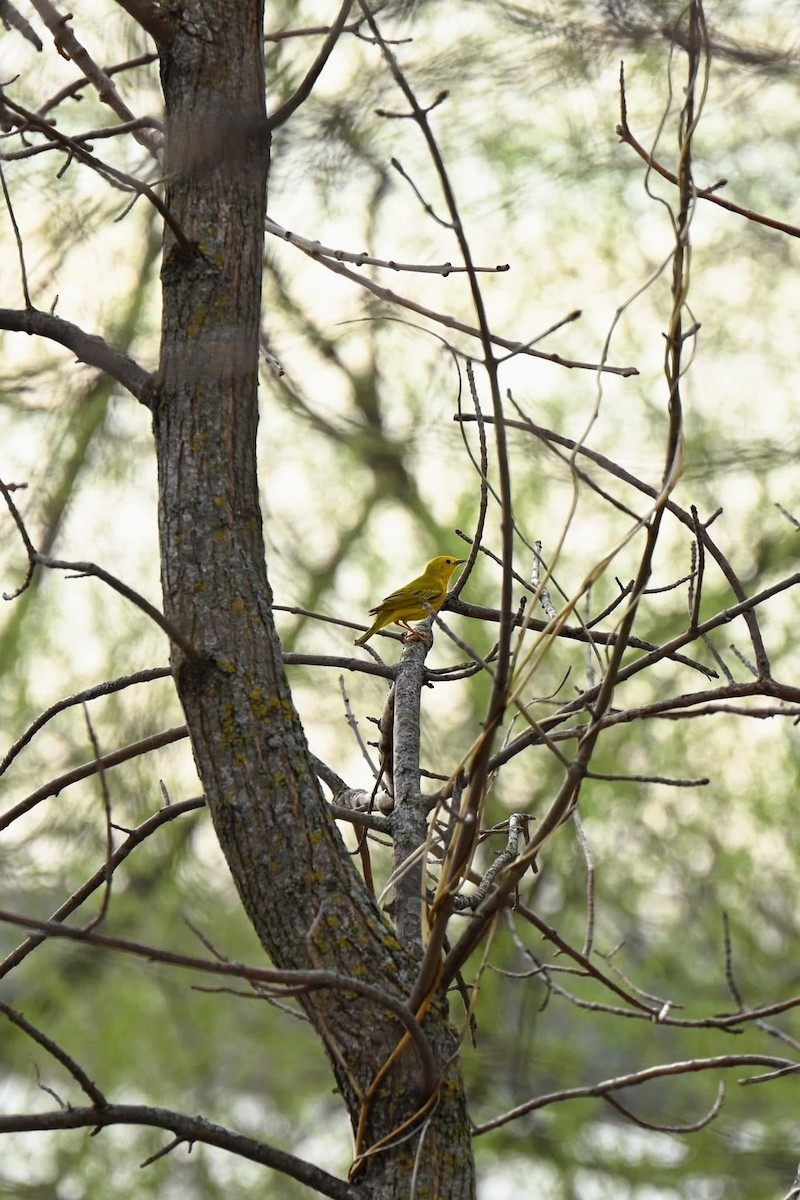 Yellow Warbler - ML636470532