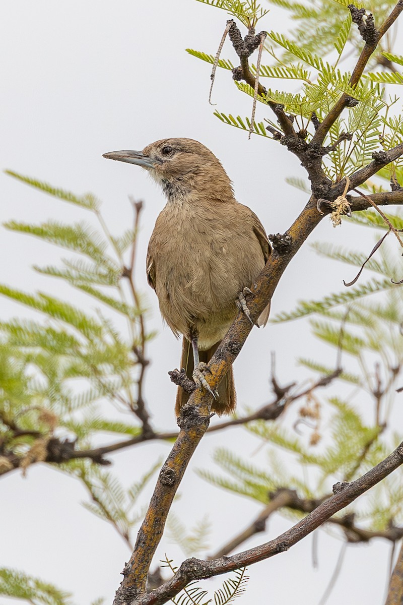 White-throated Cacholote - ML636470597