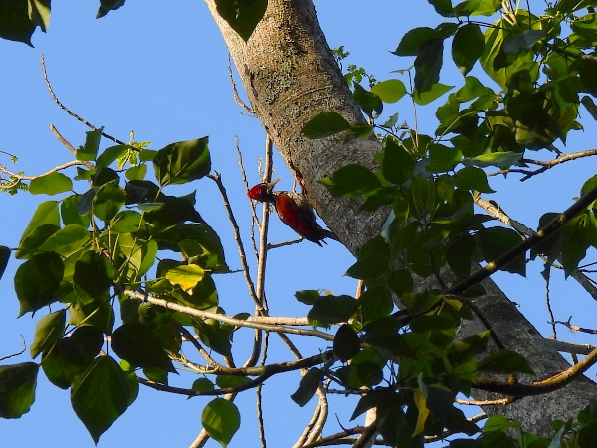 Ceylonsultanspecht - ML636470628