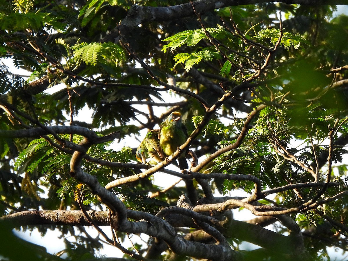 Goldstirn-Bartvogel - ML636470695