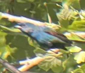 Indigo Bunting - ML636470740